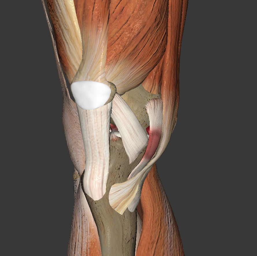 Right_Knee_Close.4cd8a63 Right_Knee_Close.4cd8a63