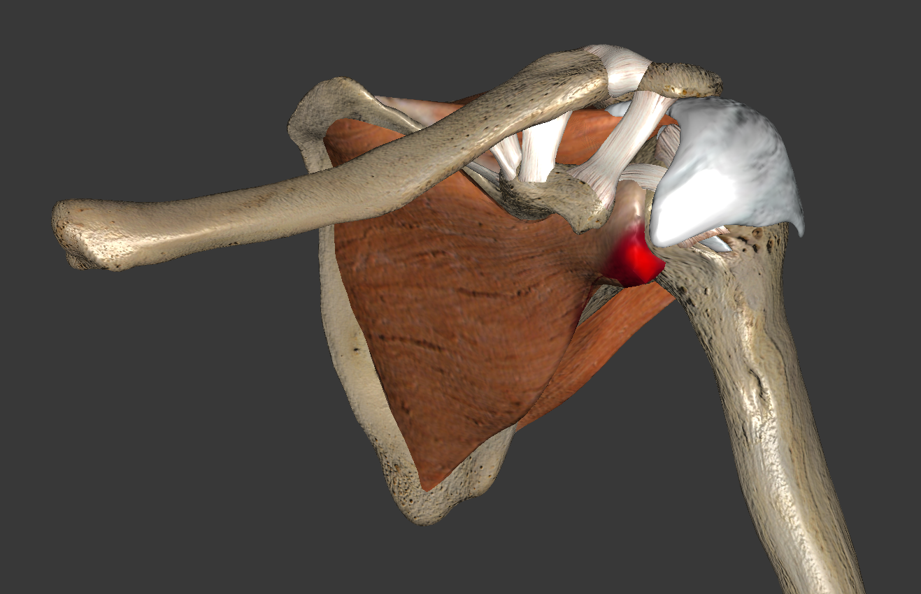 Shoulder_Close.6c665d5 Shoulder_Close.6c665d5
